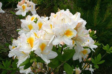 oferta Azalie wielkokwiatowe Azalie wielkokwiatowe